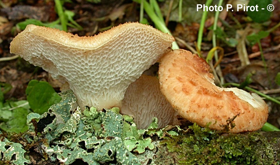 Polyporus squamosus