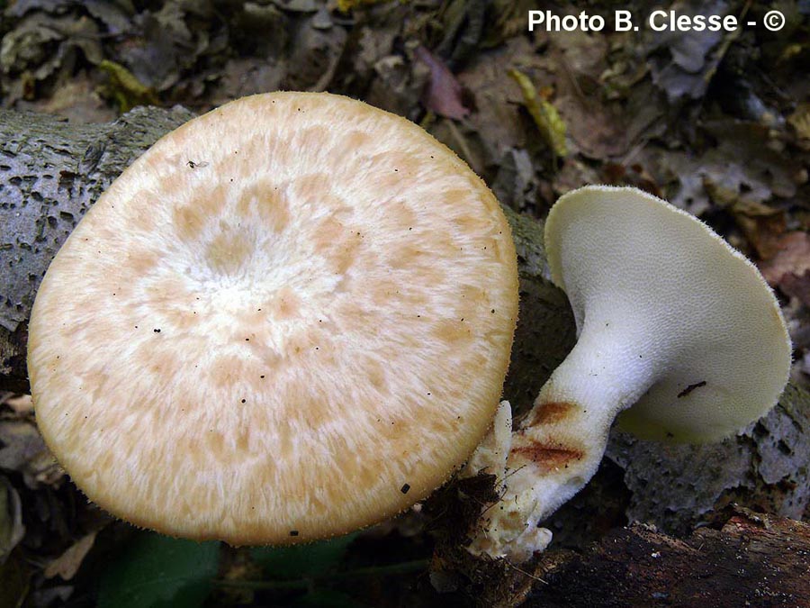 Polyporus tuberaster