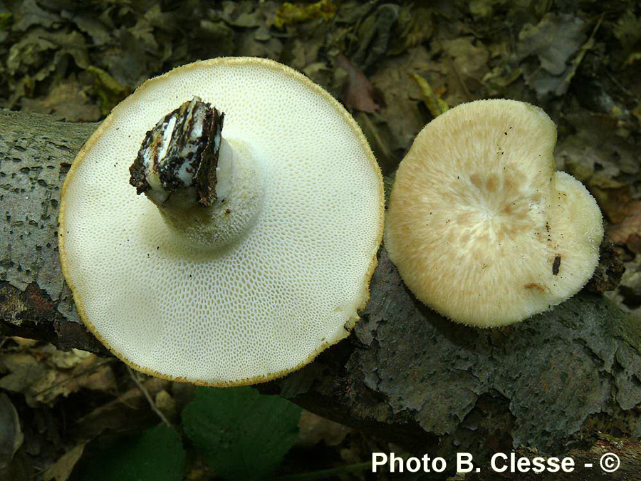 Polyporus tuberaster