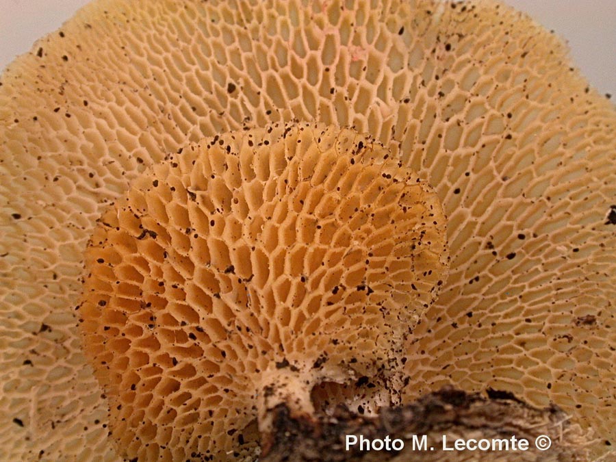 Polyporus tuberaster