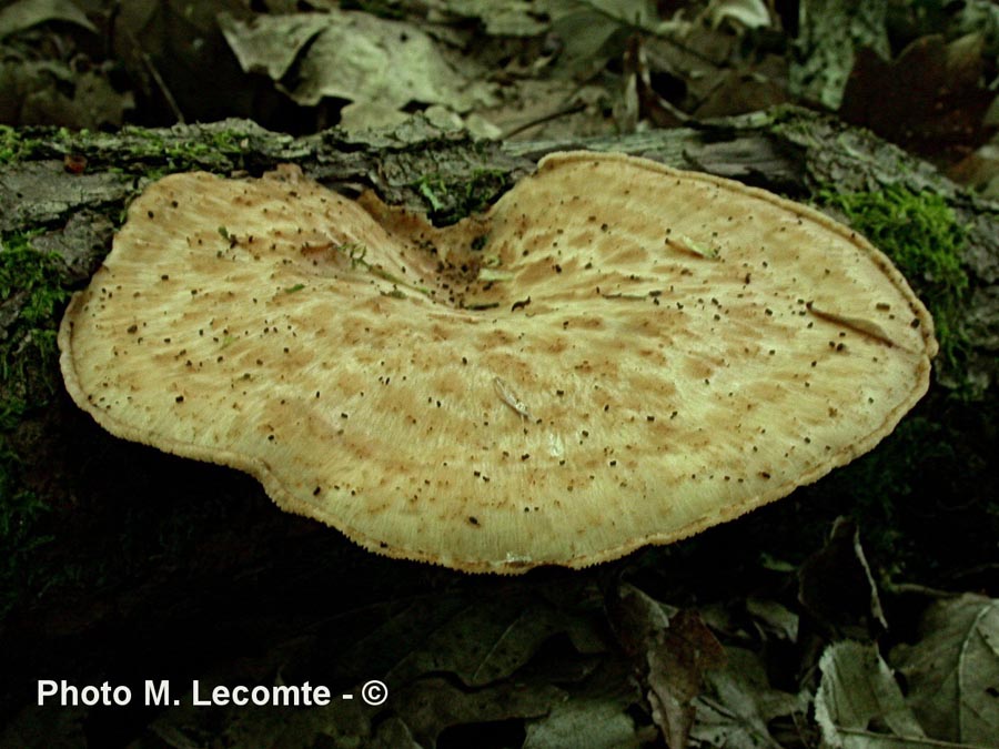 Polyporus tuberaster