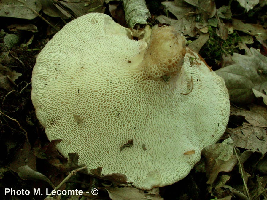 Polyporus tuberaster