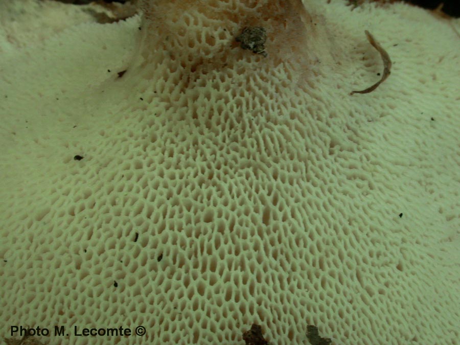 Polyporus tuberaster