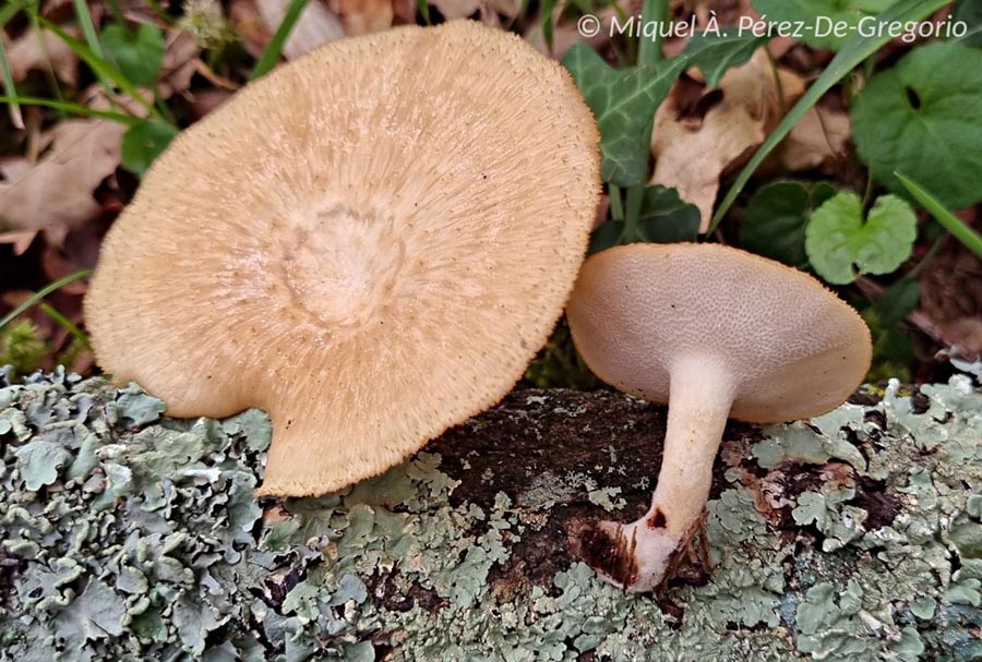 Polyporus tuberaster