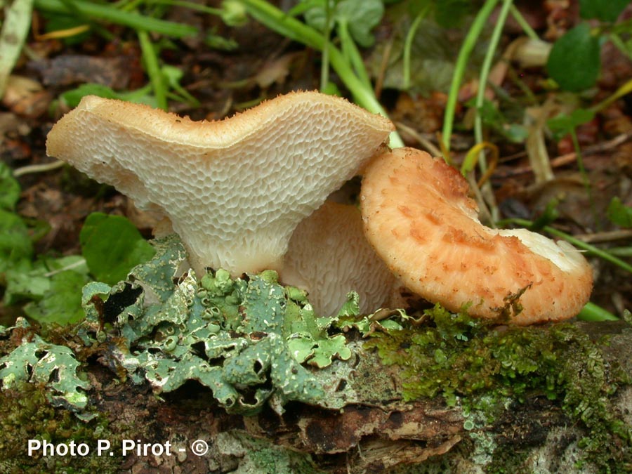 Polyporus tuberaster