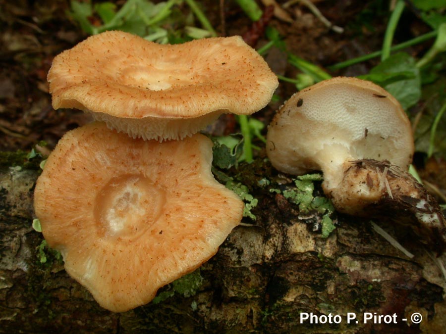 Polyporus tuberaster