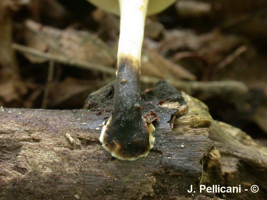 Polyporus varius var. nummularius (Cerioporus leptocephalus)