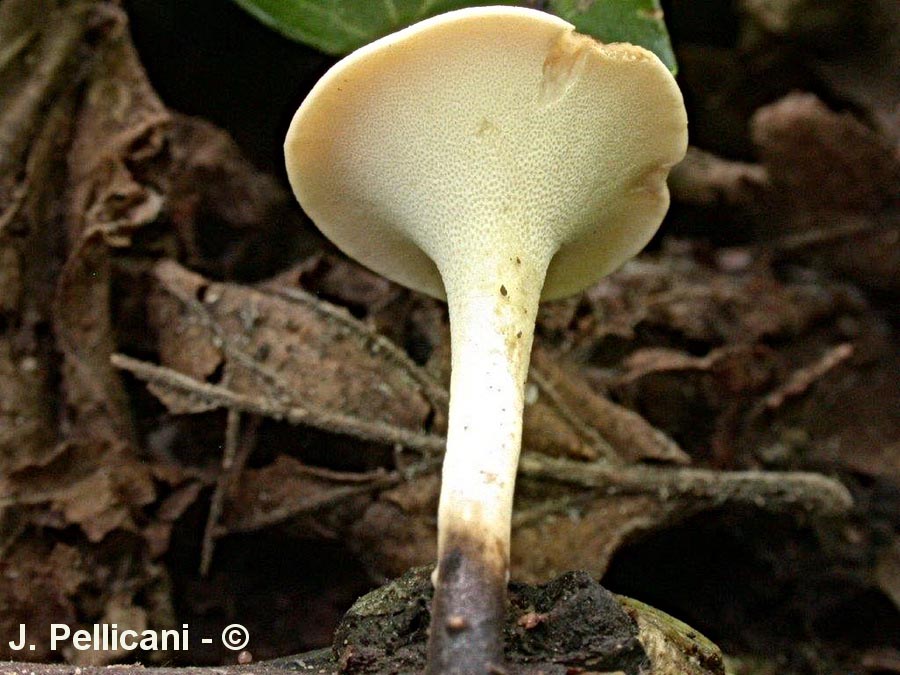 Polyporus varius var. nummularius (Cerioporus leptocephalus)