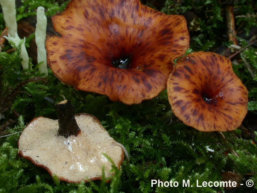 Polyporus varius