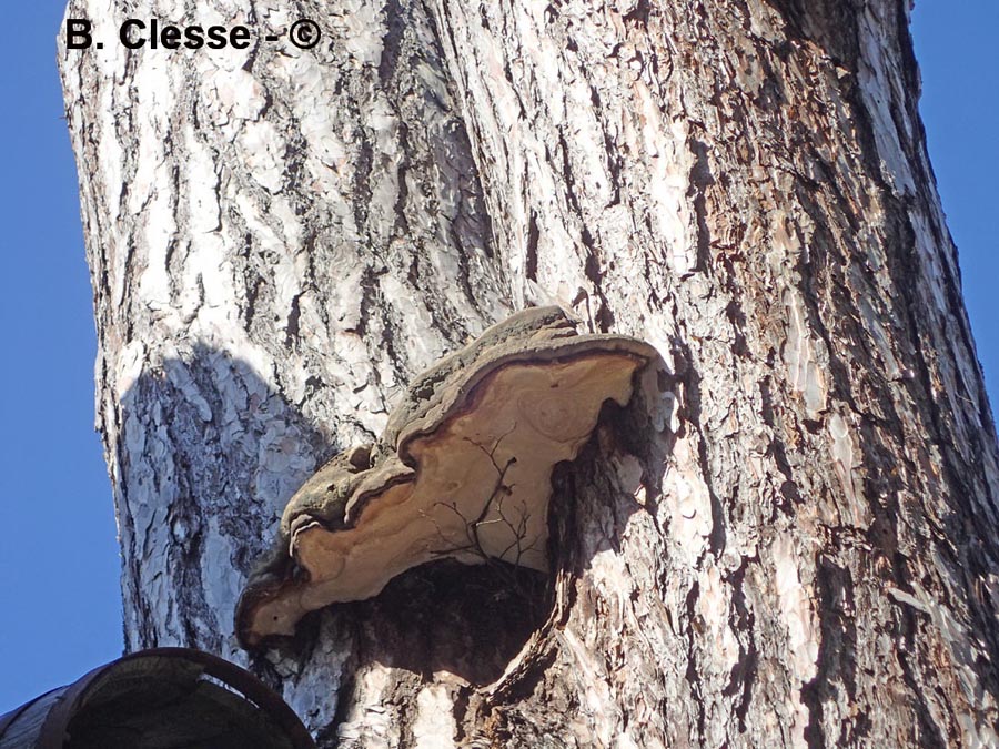 Phellinus pini (Porodaedalea pini)