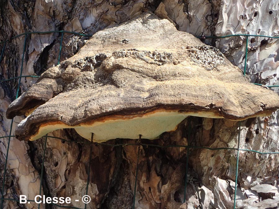 Phellinus pini (Porodaedalea pini)