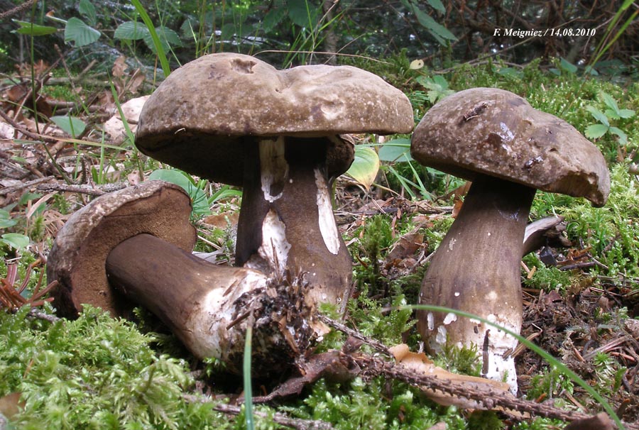 Porphyrellus porphyrosporus