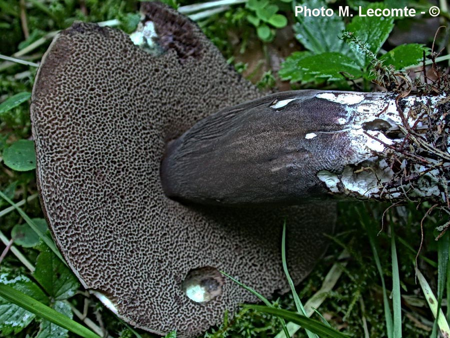 Porphyrellus porphyrosporus