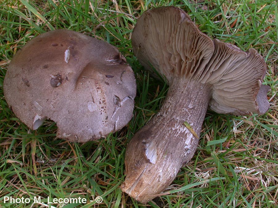 Porpoloma elytroides