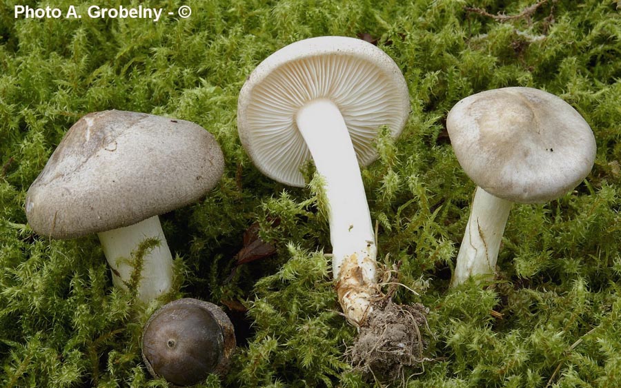 Porpoloma spinulosum (Pogonoloma spinulosum)