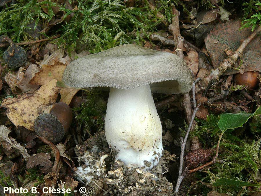 Porpoloma spinulosum (Pogonoloma spinulosum)