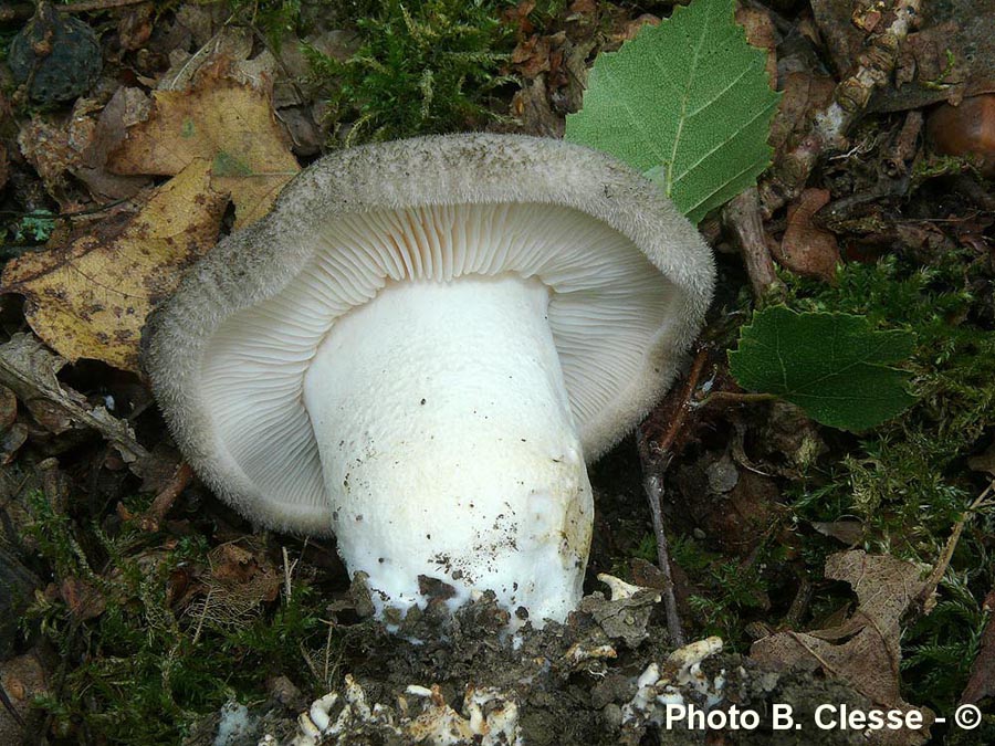 Porpoloma spinulosum (Pogonoloma spinulosum)