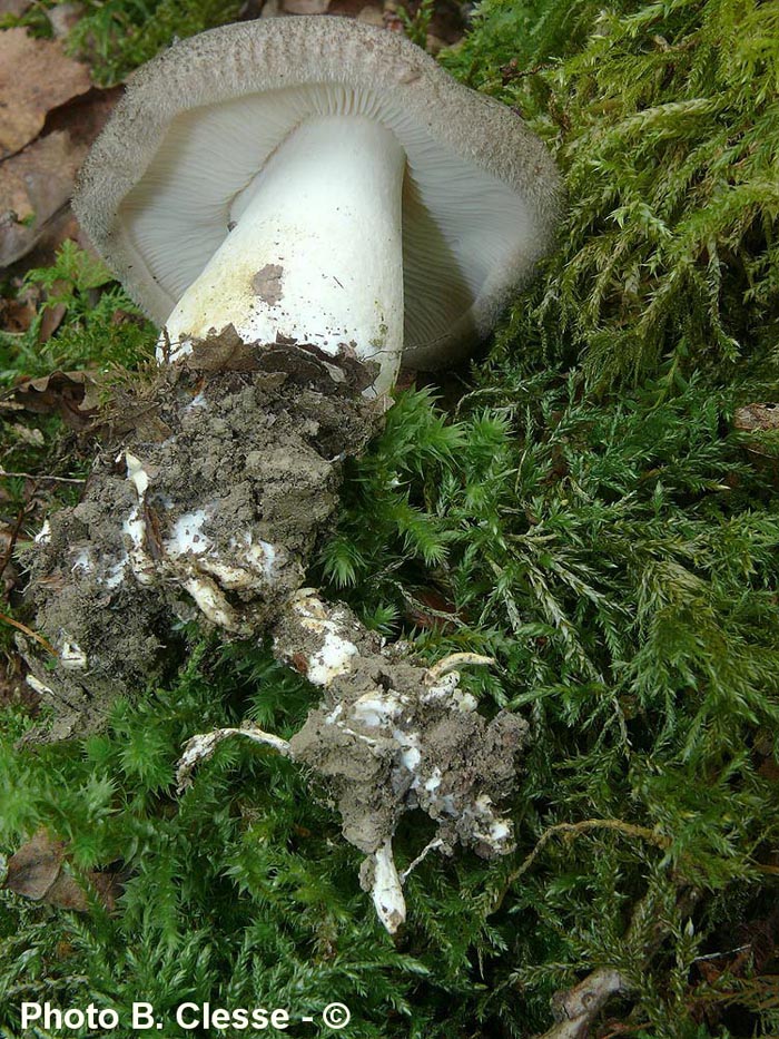 Porpoloma spinulosum (Pogonoloma spinulosum)