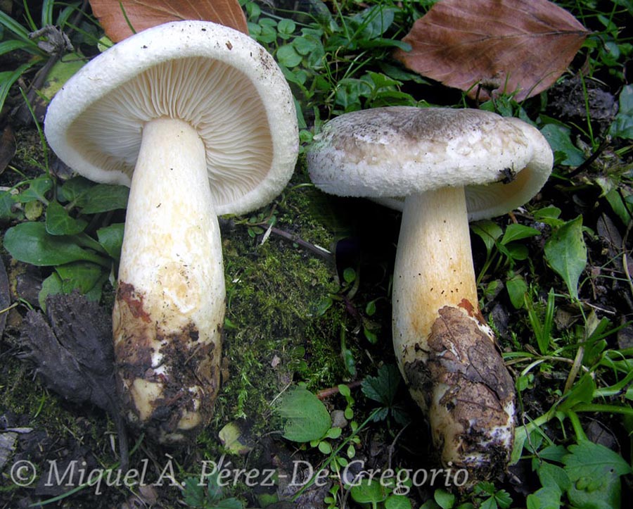 Porpoloma spinulosum (Pogonoloma spinulosum)