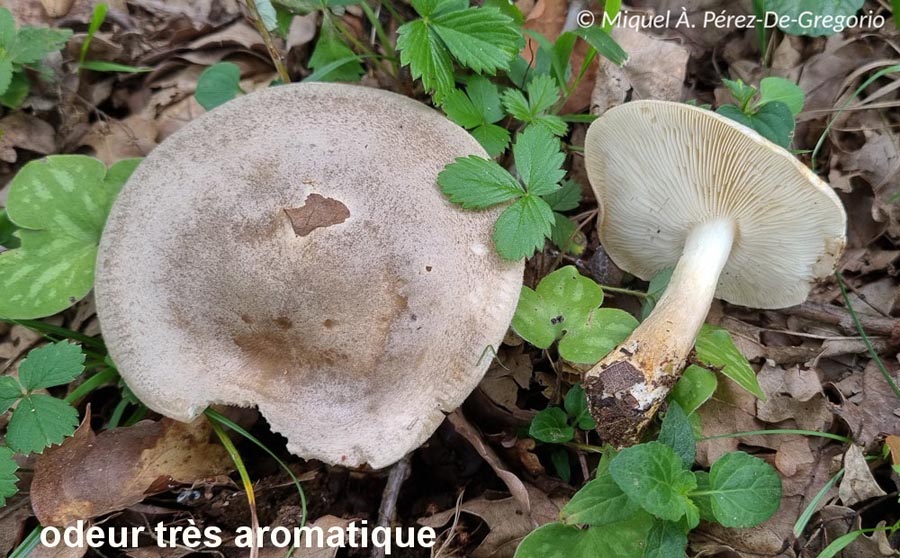 Porpoloma spinulosum (Pogonoloma spinulosum)