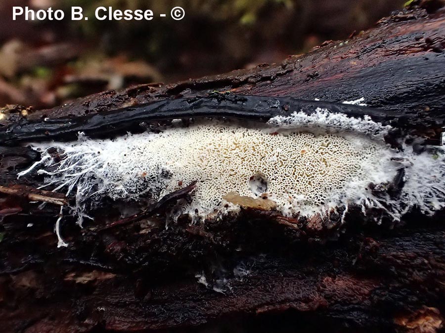 Ceriporiopsis mucida (Porpomyces mucidus)