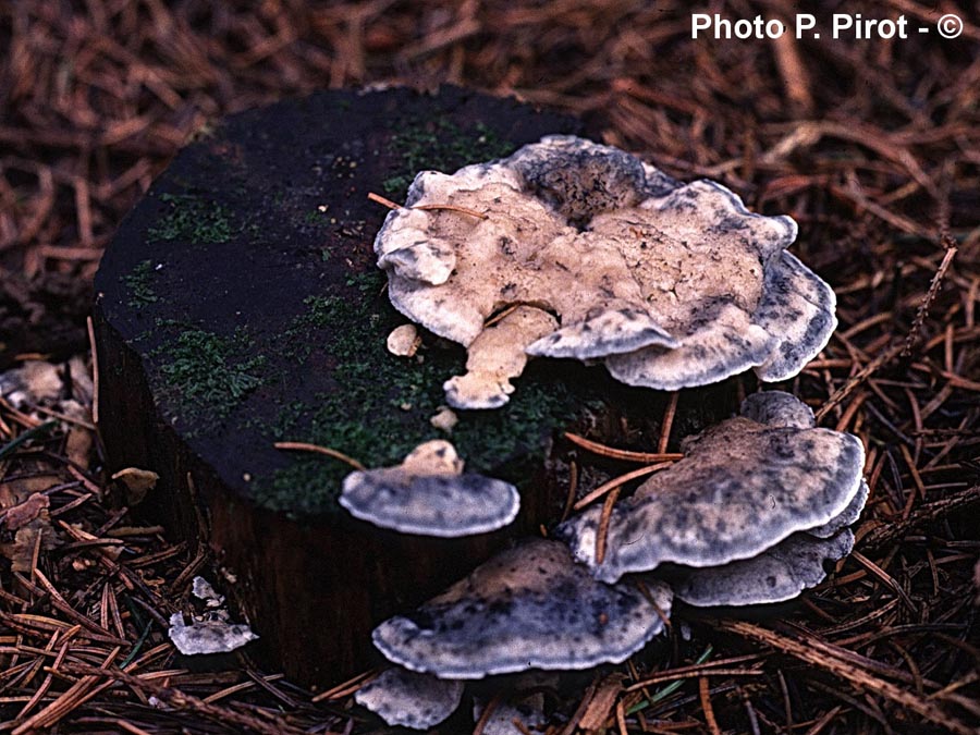 Oligoporus caesius (Postia caesia)