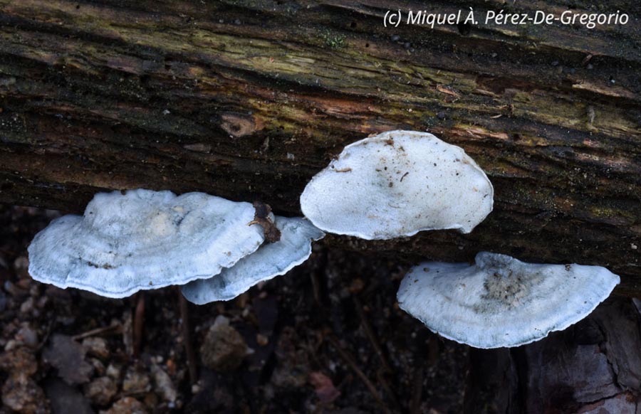 Oligoporus caesius (Postia caesia)