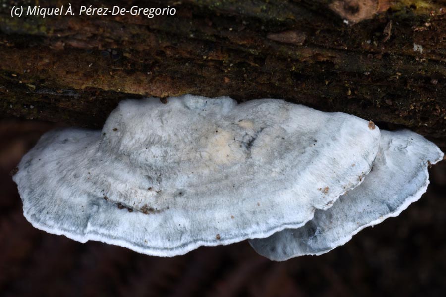 Oligoporus caesius (Postia caesia)