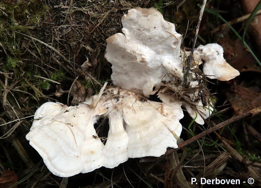 Oligoporus floriformis (Postia floriformis)