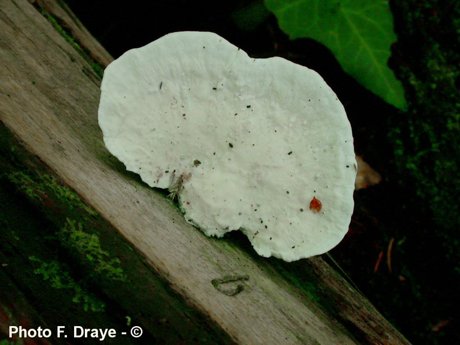 Postia stiptica (Oligoporus stipticus)