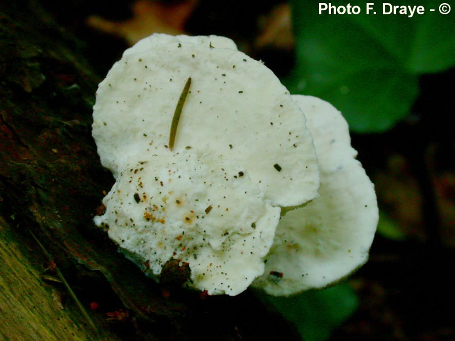 Postia stiptica (Oligoporus stipticus)