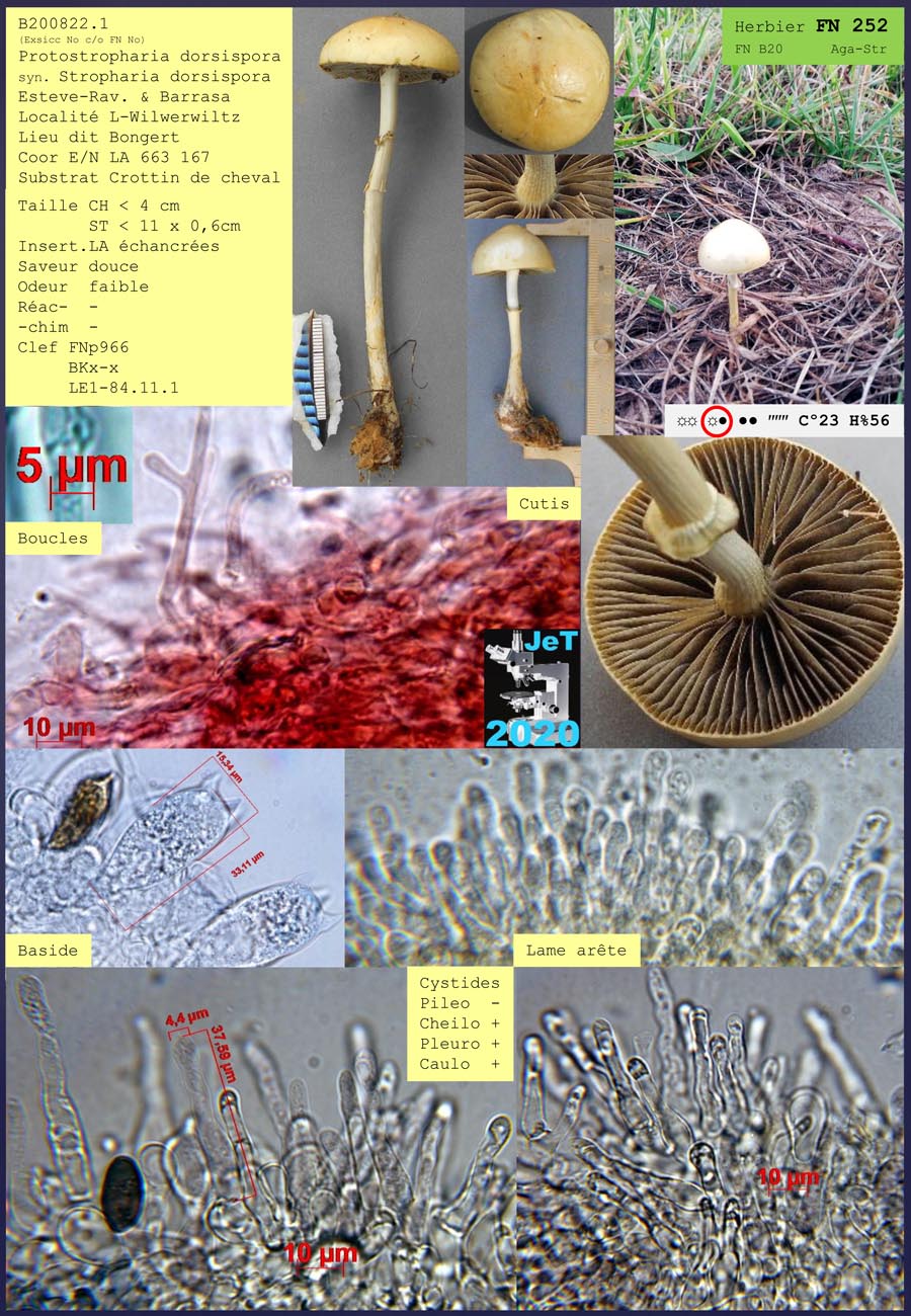 ProtoStropharia dorsispora