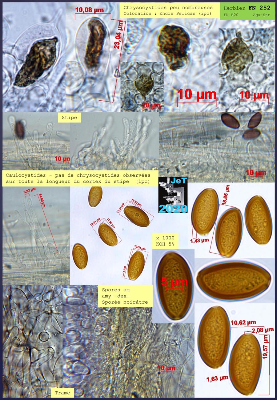 ProtoStropharia dorsispora