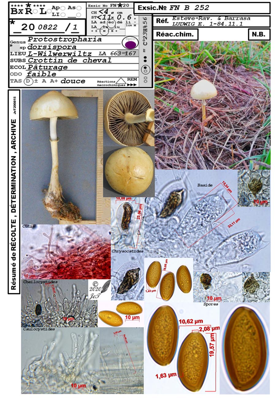 ProtoStropharia dorsispora