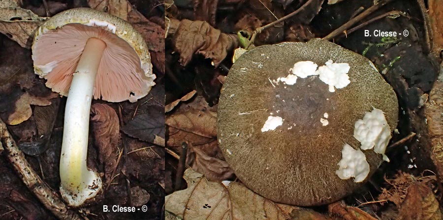 Agaricus moelleri