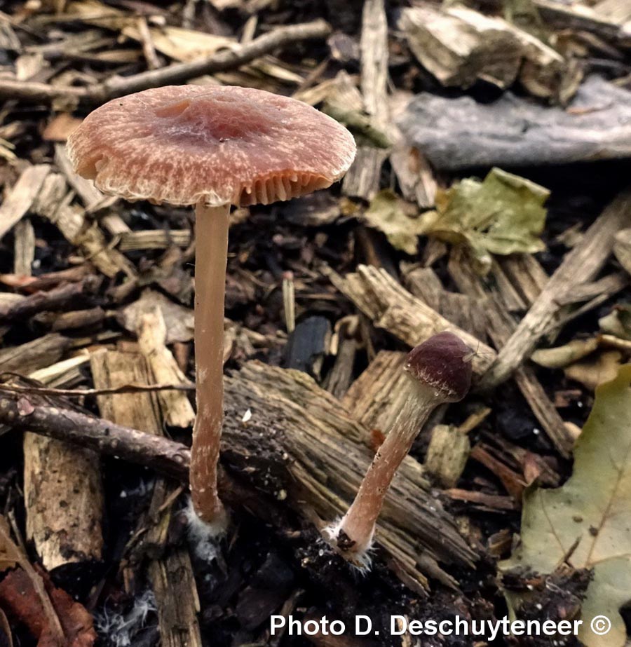 Psathyrella bipellis