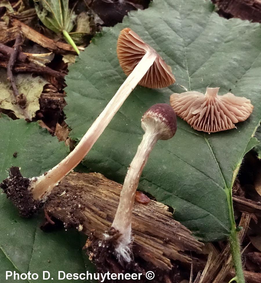 Psathyrella bipellis