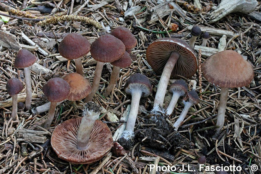 Psathyrella bipellis