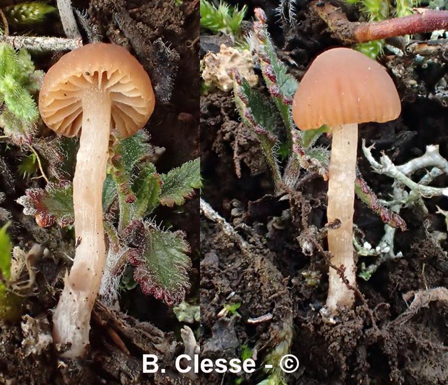 Psathyrella calcarea