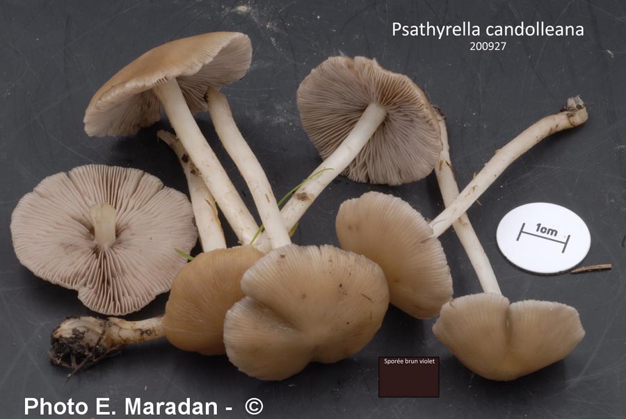 Psathyrella candolleana