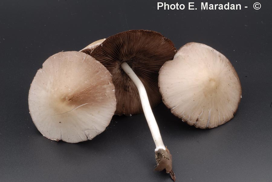 Psathyrella candolleana