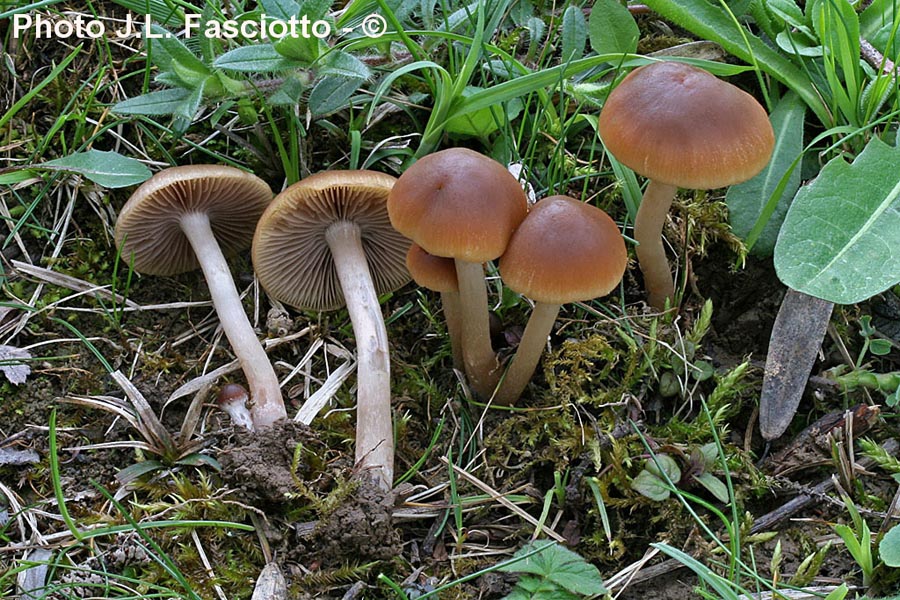 Psathyrella clivensis