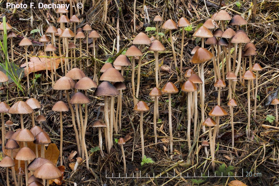 Psathyrella conopilus