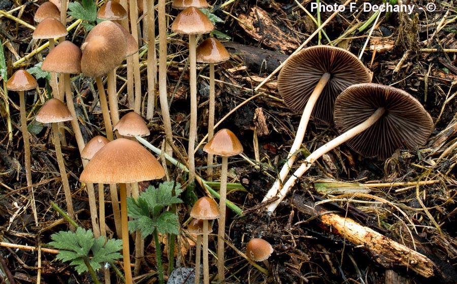 Psathyrella conopilus