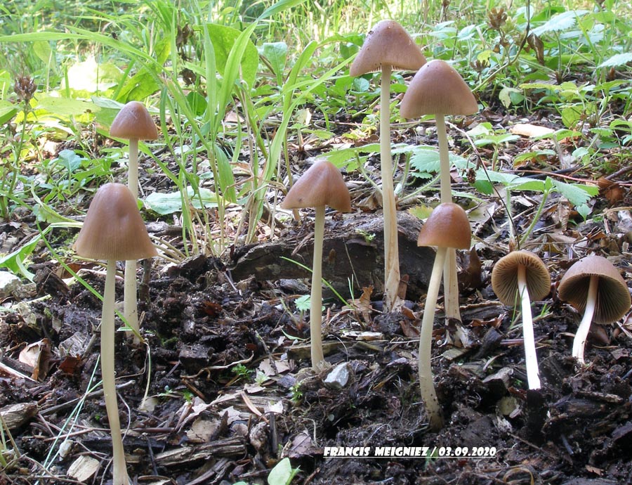 Psathyrella conopilus