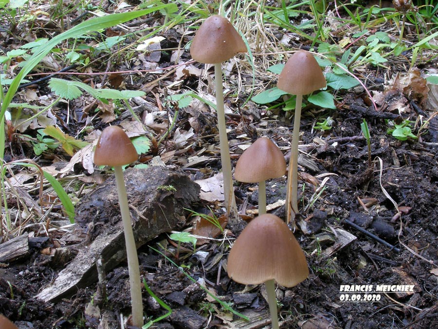 Psathyrella conopilus