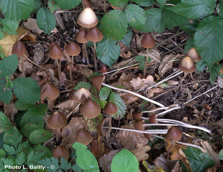 Psathyrella conopilus