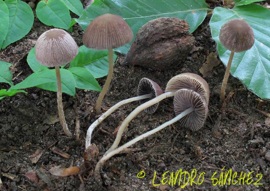 Psathyrella corrugis