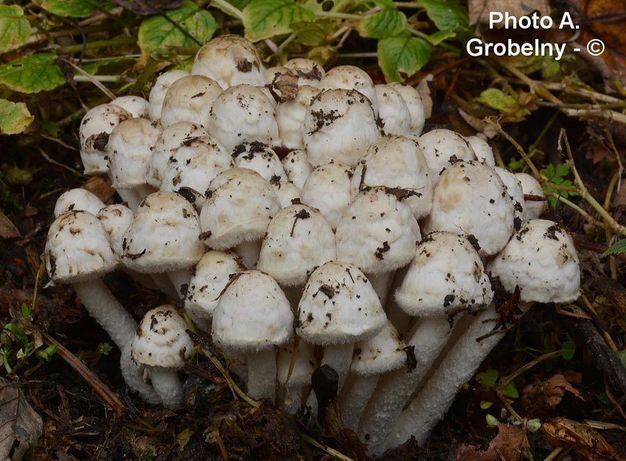 Psathyrella cotonea