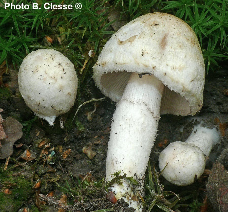 Psathyrella cotonea